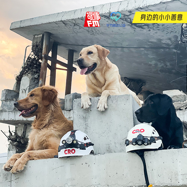 cover of episode E698. 从汶川回来后，我花300万训练出中国的搜救犬