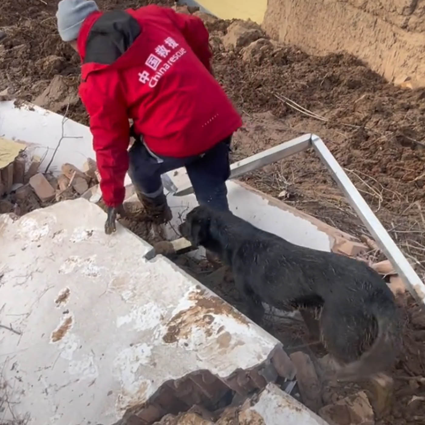 E775.甘肃地震突如其来，我带搜救犬到灾区救援