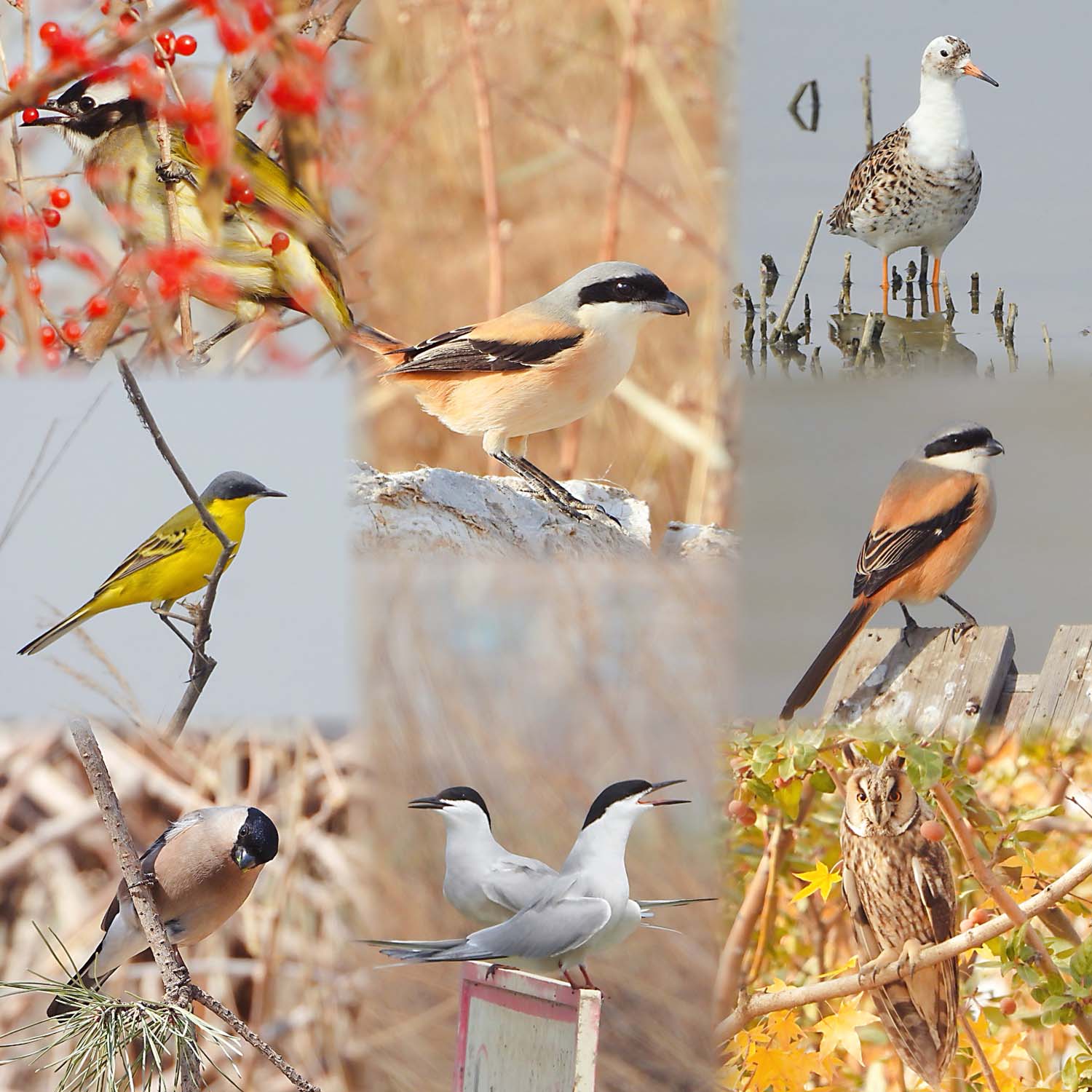 观鸟，一场真实世界的宝可梦游戏