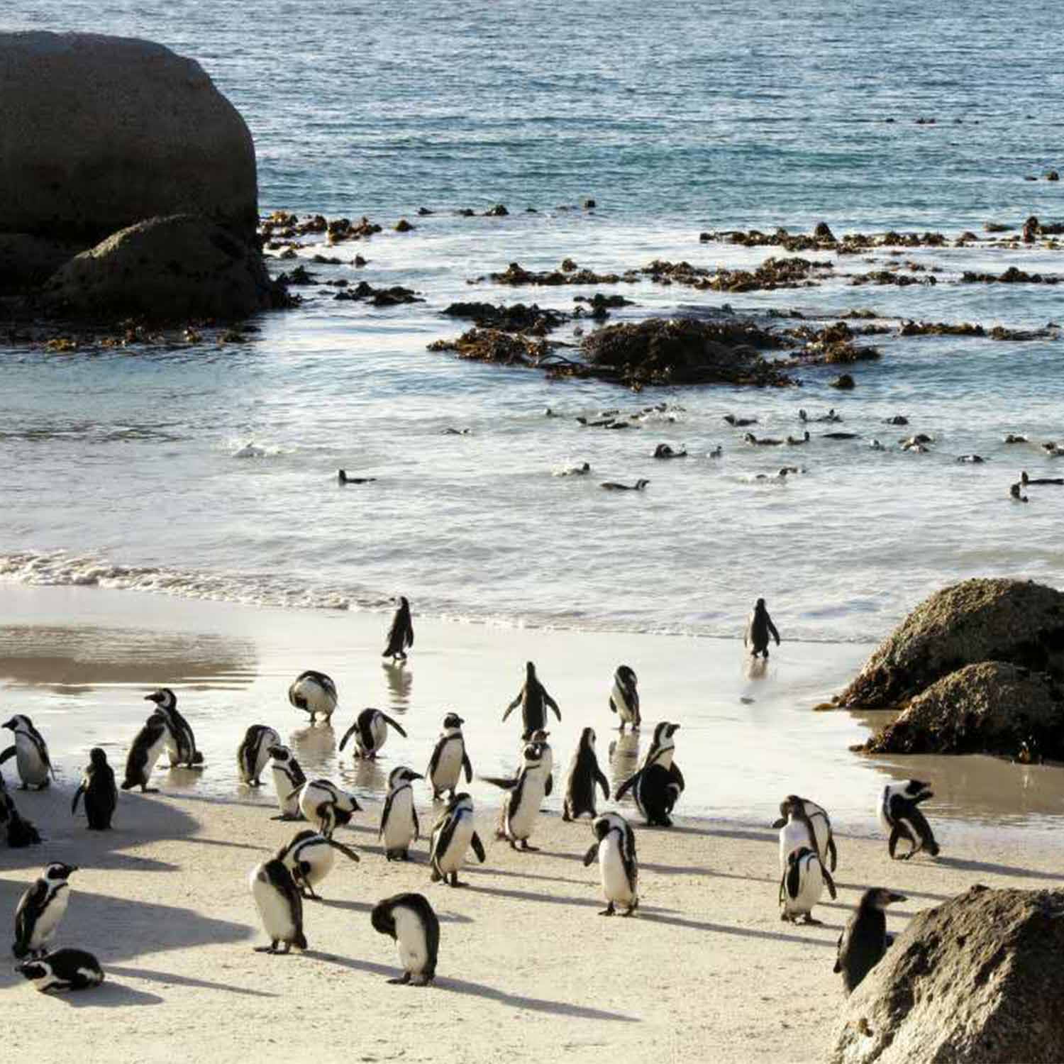 我与南非的三次邂逅